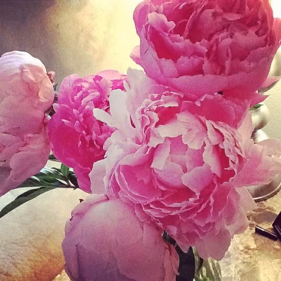  8. Hoa Mẫu Đơn (Peony). Hương thơm nhẹ nhàng, thanh mát và dịu ngọt của hoa mẫu đơn tạo cảm giác dễ chịu và lãng mạn, thường xuất hiện trong nước hoa dịu nhẹ. Ảnh: Pinterest.