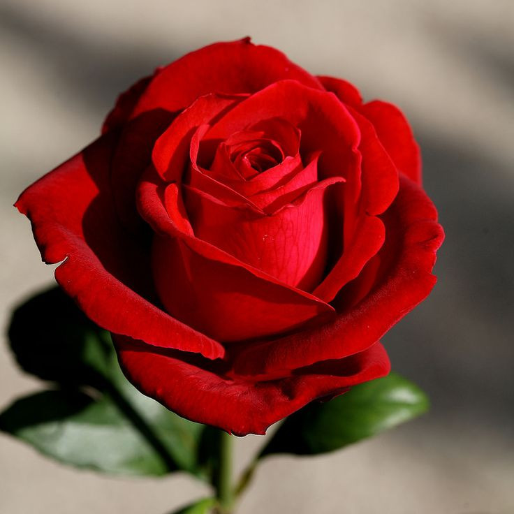  3. Hoa Hồng (Rose). Hương thơm quyến rũ, phong phú và sang trọng của hoa hồng được xem là biểu tượng của tình yêu, là thành phần chính trong nhiều loại nước hoa cao cấp. Ảnh: Pinterest.