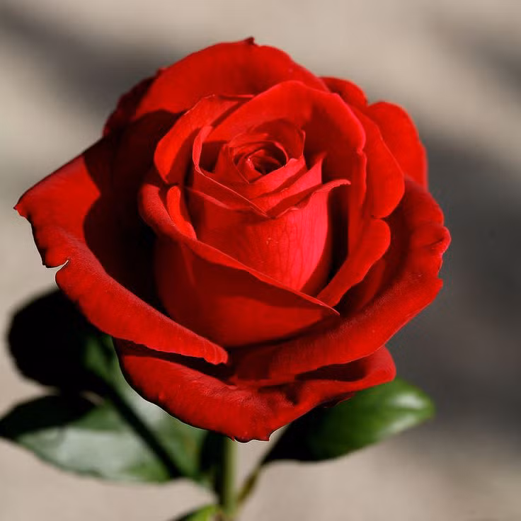  3. Hoa Hồng (Rose). Hương thơm quyến rũ, phong phú và sang trọng của hoa hồng được xem là biểu tượng của tình yêu, là thành phần chính trong nhiều loại nước hoa cao cấp. Ảnh: Pinterest.