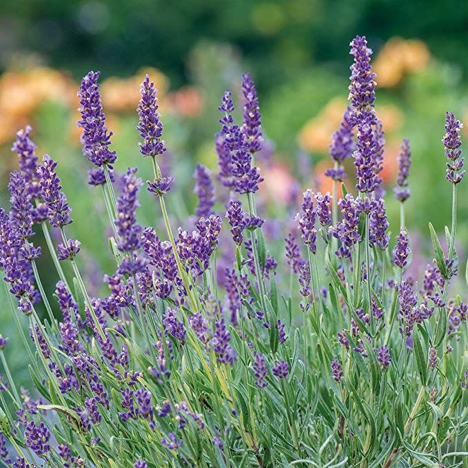  2. Hoa Oải Hương (Lavender). Mùi thơm dịu nhẹ, tươi mát và thanh khiết, hoa oải hương giúp thư giãn tinh thần và giảm căng thẳng, phổ biến trong các loại tinh dầu. Ảnh: Pinterest.