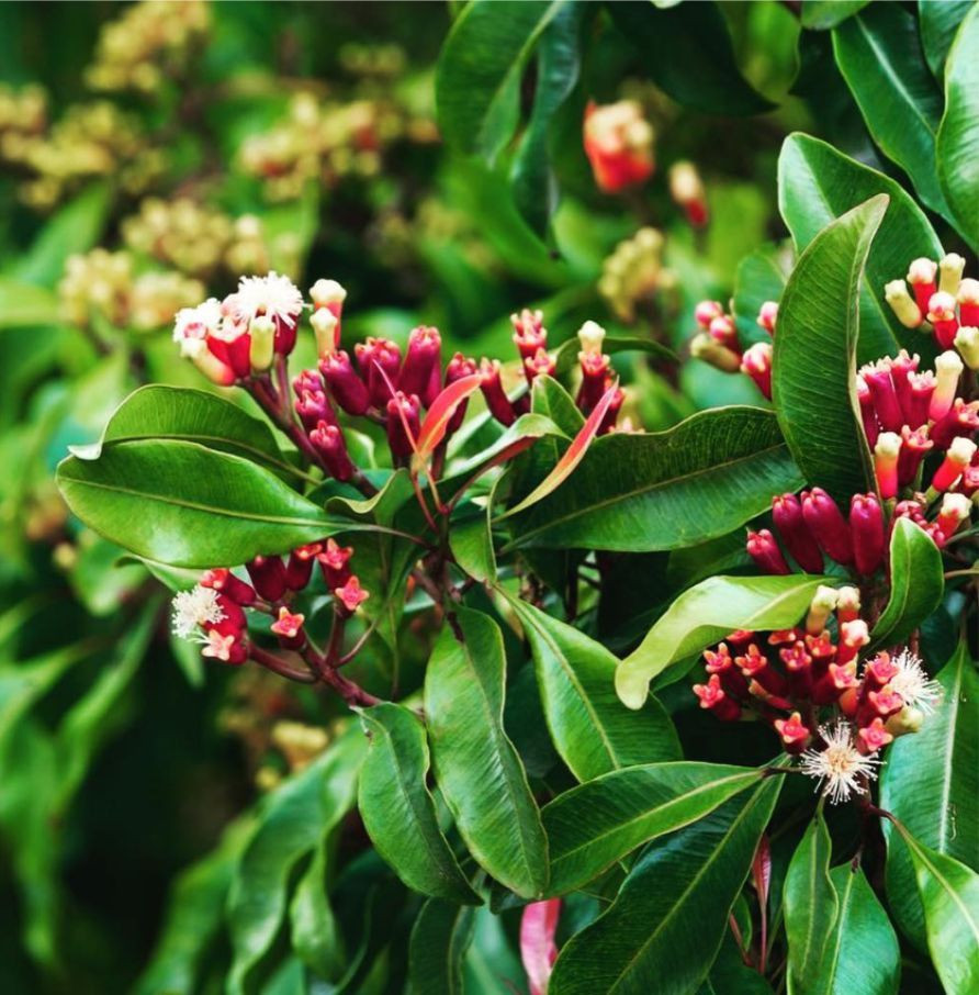  10. Hoa Đinh Hương (Clove). Hương thơm cay nồng, ấm áp và ngọt ngào, hoa đinh hương có mùi đặc trưng và thường được dùng làm tinh dầu và gia vị. Ảnh: Pinterest.