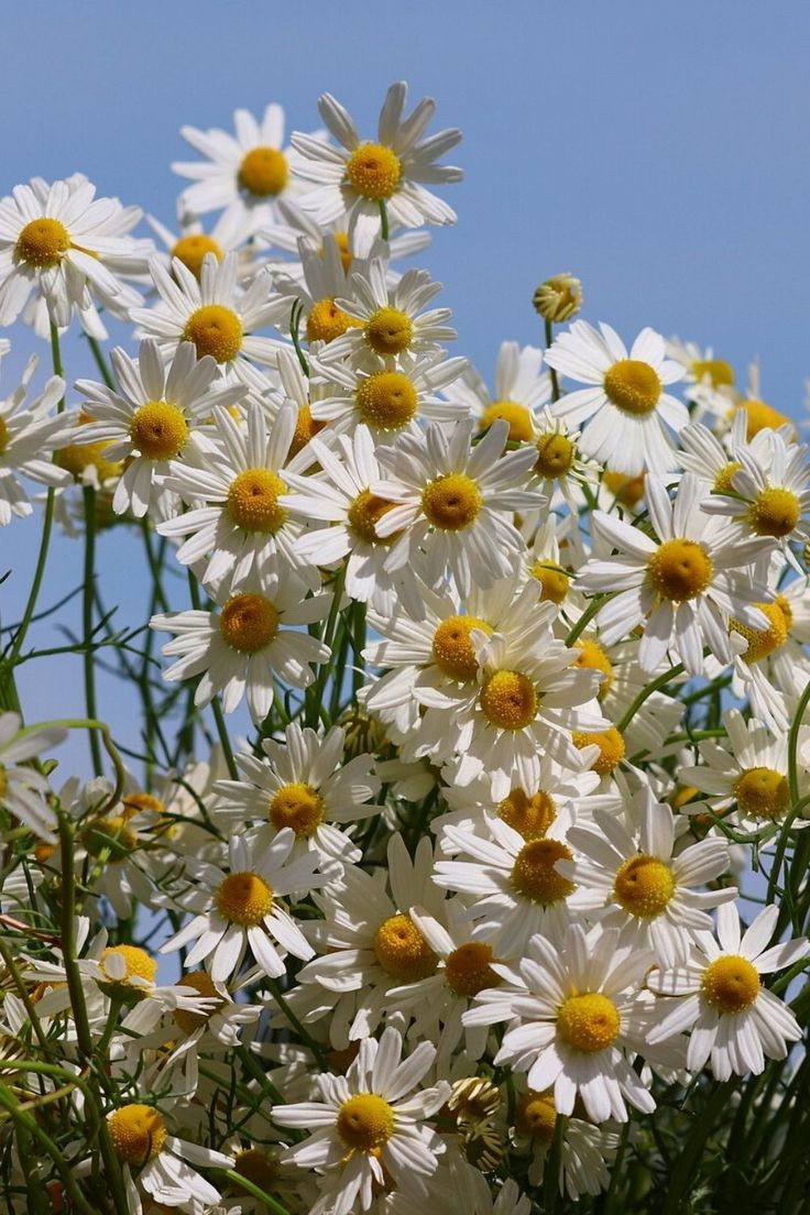  15. Hoa Cúc La Mã (Chamomile). Hương thơm dịu dàng, tươi mát và ngọt ngào của hoa cúc La Mã thường xuất hiện trong các sản phẩm chăm sóc da và tinh dầu thư giãn. Ảnh: Pinterest.