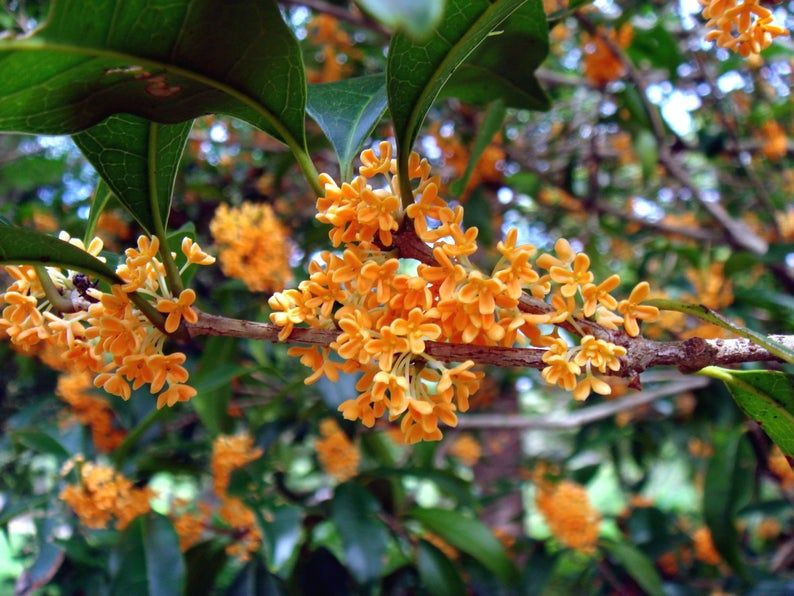  18. Hoa Mộc (Osmanthus). Mùi thơm ngọt ngào, ấm áp và hơi cay của hoa mộc có sự quyến rũ đặc biệt, thường dùng trong nước hoa với cảm giác ấm cúng. Ảnh: Pinterest.