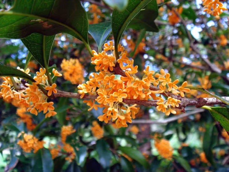  18. Hoa Mộc (Osmanthus). Mùi thơm ngọt ngào, ấm áp và hơi cay của hoa mộc có sự quyến rũ đặc biệt, thường dùng trong nước hoa với cảm giác ấm cúng. Ảnh: Pinterest.