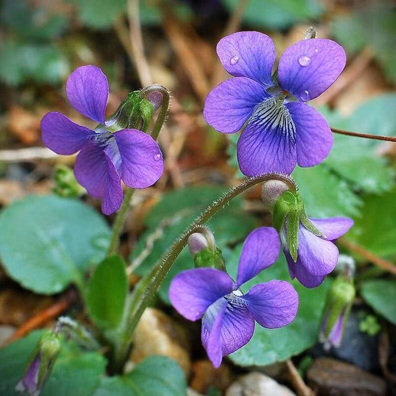  9. Hoa Violet. Mùi thơm ngọt ngào, nhẹ nhàng và tinh tế của hoa violet mang đến cảm giác thanh lịch, thường được dùng trong nước hoa cổ điển. Ảnh: Pinterest.