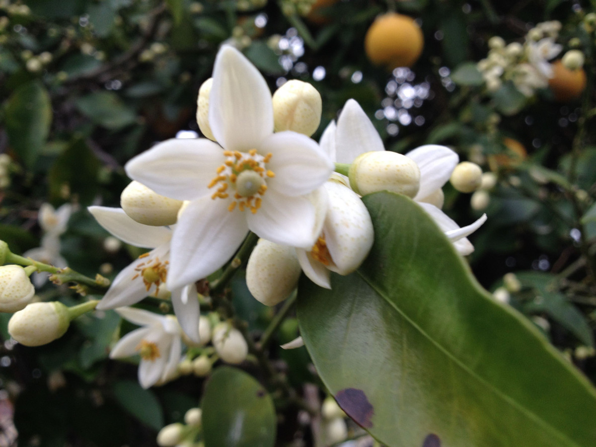  20. Hoa Bưởi (Grapefruit Blossom). Hương thơm nhẹ nhàng, tươi mát và ngọt ngào của hoa bưởi có tác dụng thư giãn, rất phổ biến trong các sản phẩm tinh dầu và nước hoa. Ảnh: Pinterest.