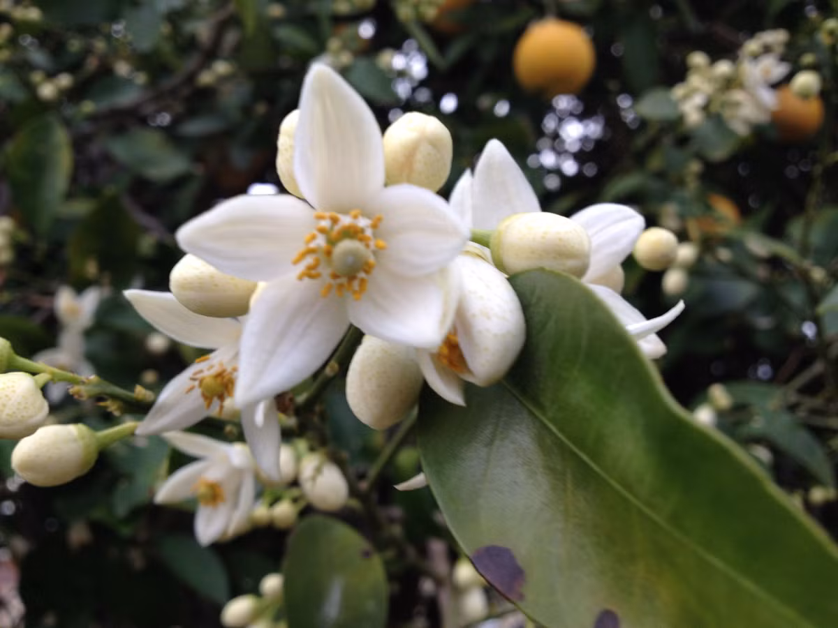  20. Hoa Bưởi (Grapefruit Blossom). Hương thơm nhẹ nhàng, tươi mát và ngọt ngào của hoa bưởi có tác dụng thư giãn, rất phổ biến trong các sản phẩm tinh dầu và nước hoa. Ảnh: Pinterest.