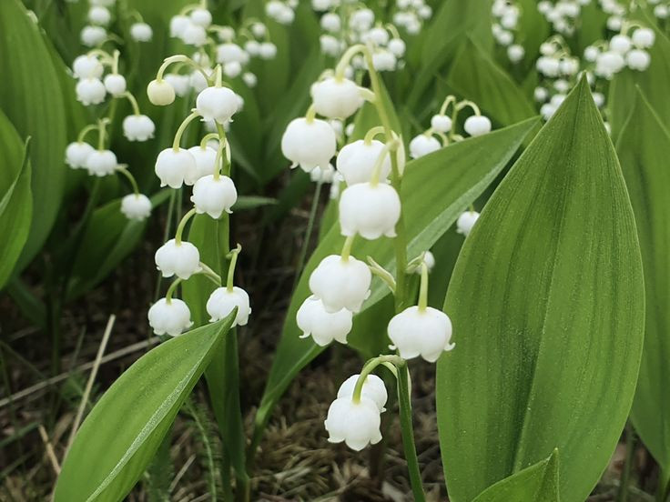  6. Hoa Linh Lan (Lily of the Valley). Mùi thơm thanh khiết và ngọt ngào của hoa linh lan tạo nên cảm giác nhẹ nhàng và tinh tế, rất phổ biến trong các loại nước hoa mùa xuân. Ảnh: Pinterest.