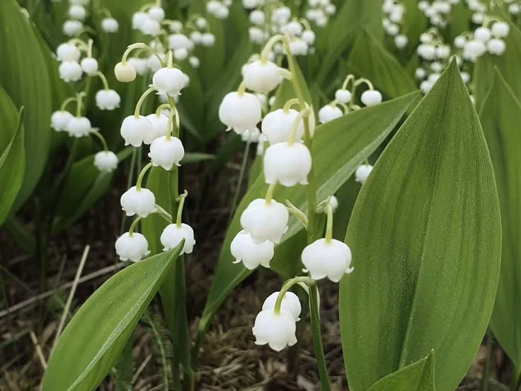  6. Hoa Linh Lan (Lily of the Valley). Mùi thơm thanh khiết và ngọt ngào của hoa linh lan tạo nên cảm giác nhẹ nhàng và tinh tế, rất phổ biến trong các loại nước hoa mùa xuân. Ảnh: Pinterest.