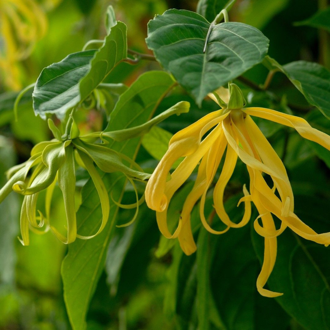  4. Hoa Hoàng Lan (Ylang-Ylang). Với mùi thơm ngọt ngào, ấm áp và quyến rũ, hoa hoàng lan thường xuất hiện trong các loại nước hoa cao cấp với hương thơm gợi cảm. Ảnh: Pinterest.