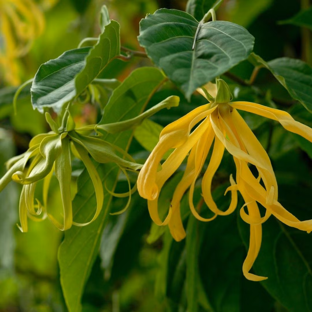  4. Hoa Hoàng Lan (Ylang-Ylang). Với mùi thơm ngọt ngào, ấm áp và quyến rũ, hoa hoàng lan thường xuất hiện trong các loại nước hoa cao cấp với hương thơm gợi cảm. Ảnh: Pinterest.