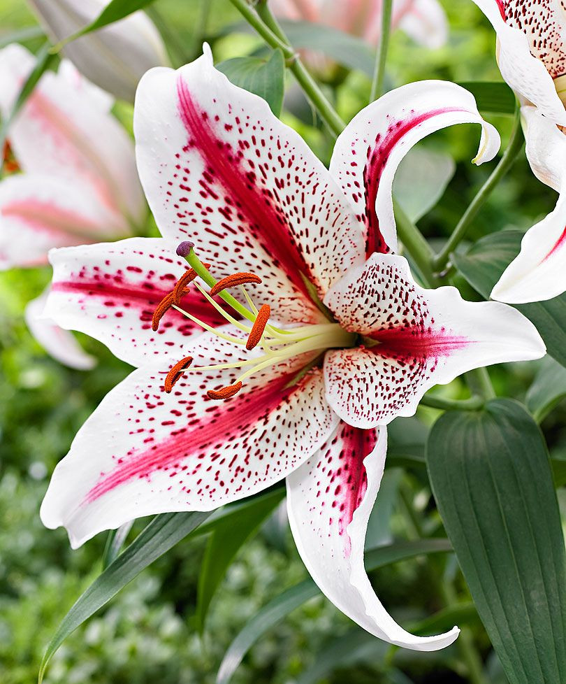  14. Hoa Ly (Lily). Hoa Ly có mùi thơm thanh khiết và ngọt ngào, mang lại cảm giác nhẹ nhàng, thường dùng trong các sản phẩm trang trí phòng và nước hoa. Ảnh: Pinterest.