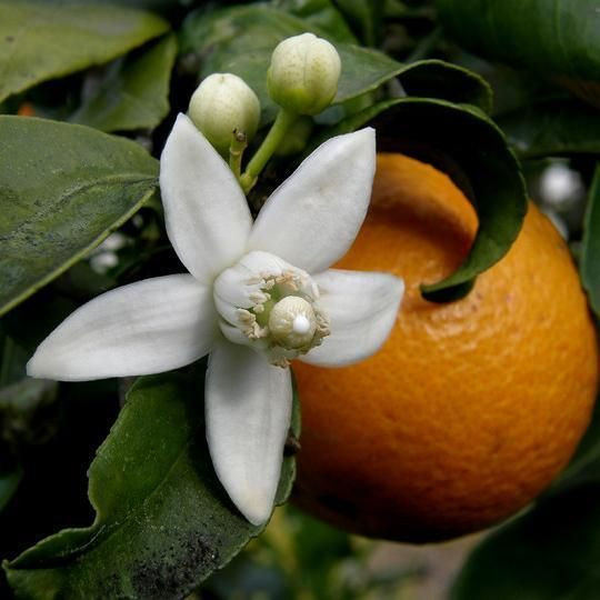  7. Hoa Cam (Orange Blossom). Hương thơm tươi mát và ngọt ngào, hoa cam thường được dùng để làm tinh dầu và nước hoa với cảm giác nhẹ nhàng, sảng khoái. Ảnh: Pinterest.