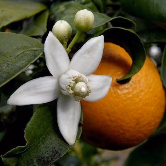  7. Hoa Cam (Orange Blossom). Hương thơm tươi mát và ngọt ngào, hoa cam thường được dùng để làm tinh dầu và nước hoa với cảm giác nhẹ nhàng, sảng khoái. Ảnh: Pinterest.