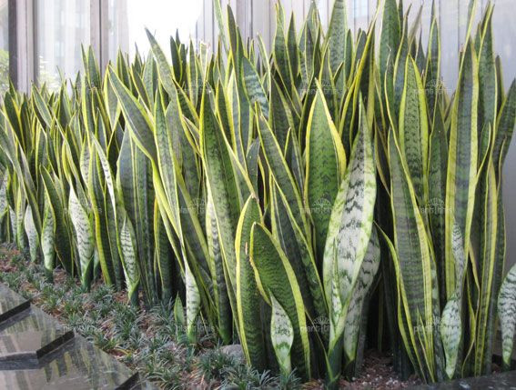  4. Lưỡi hổ (Sansevieria). Độc tố: Saponin. Nguy hiểm: Gây buồn nôn, nôn mửa và tiêu chảy nếu ăn phải. Ảnh: Pinterest.