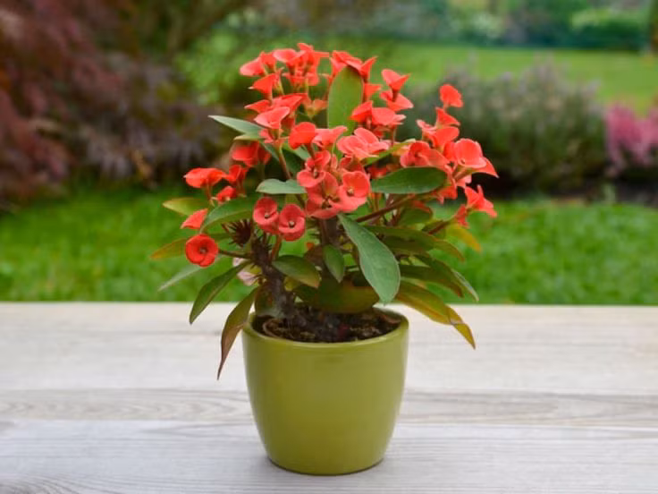  9. Xương rồng bát tiên (Euphorbia milii). Độc tố: Nhựa cây chứa chất gây kích ứng mạnh. Nguy hiểm: Gây kích ứng da, mắt và niêm mạc, đôi khi dẫn đến viêm da nặng. Ảnh: Pinterest.