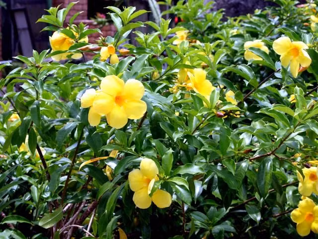  13. Huỳnh anh (Allamanda cathartica). Độc tố: Cardiac glycosides. Nguy hiểm: Gây rối loạn nhịp tim và ngộ độc nghiêm trọng nếu ăn phải. Ảnh: Pinterest.