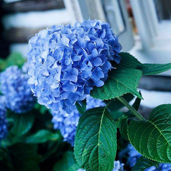  8. Cẩm tú cầu (Hydrangea). Độc tố: Cyanogenic glycosides. Nguy hiểm: Nếu ăn lá hoặc hoa, có thể gây khó thở, chóng mặt và ngộ độc nghiêm trọng. Ảnh: Pinterest.