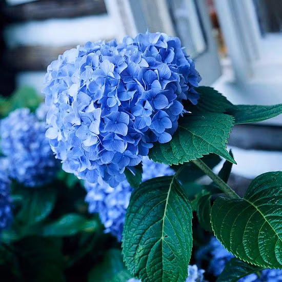  8. Cẩm tú cầu (Hydrangea). Độc tố: Cyanogenic glycosides. Nguy hiểm: Nếu ăn lá hoặc hoa, có thể gây khó thở, chóng mặt và ngộ độc nghiêm trọng. Ảnh: Pinterest.