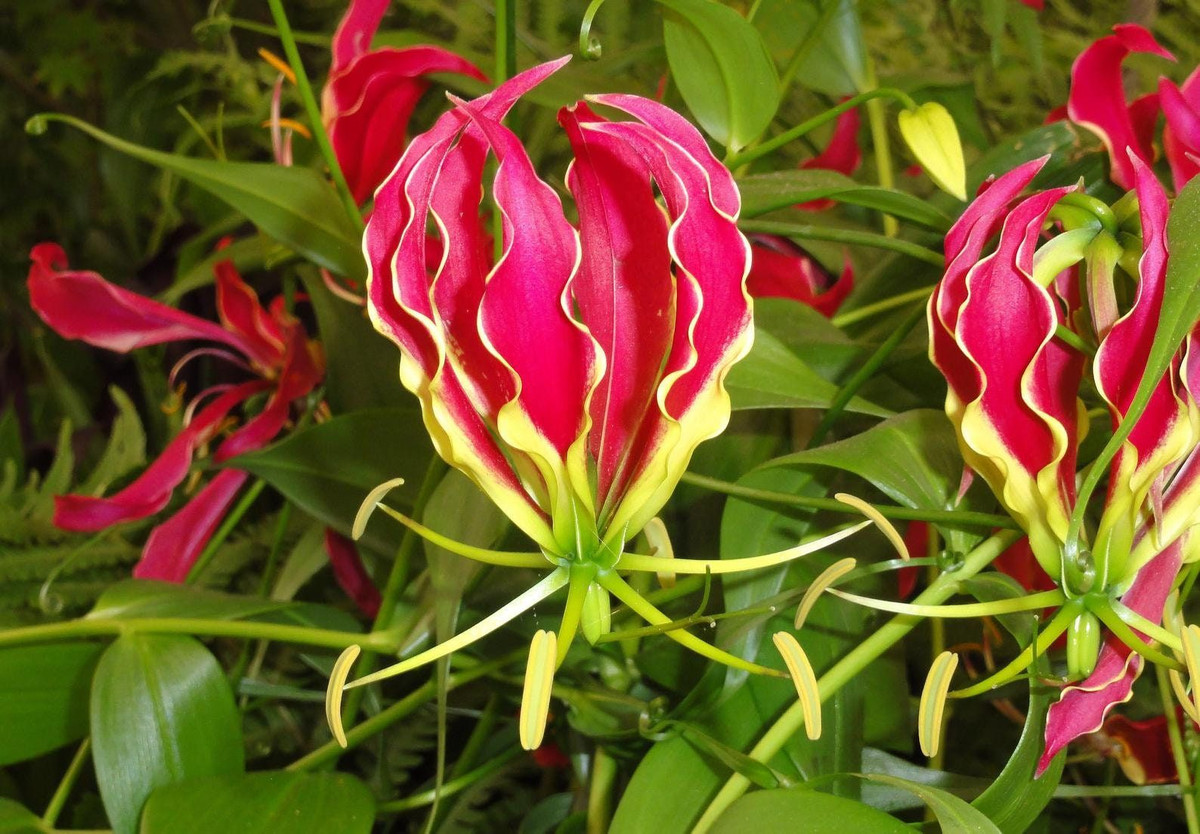  10. Ly lửa (Gloriosa superba). Độc tố: Colchicine. Nguy hiểm: Gây nôn mửa, tiêu chảy, tổn thương nội tạng và tử vong nếu tiêu thụ. Ảnh: Pinterest.
