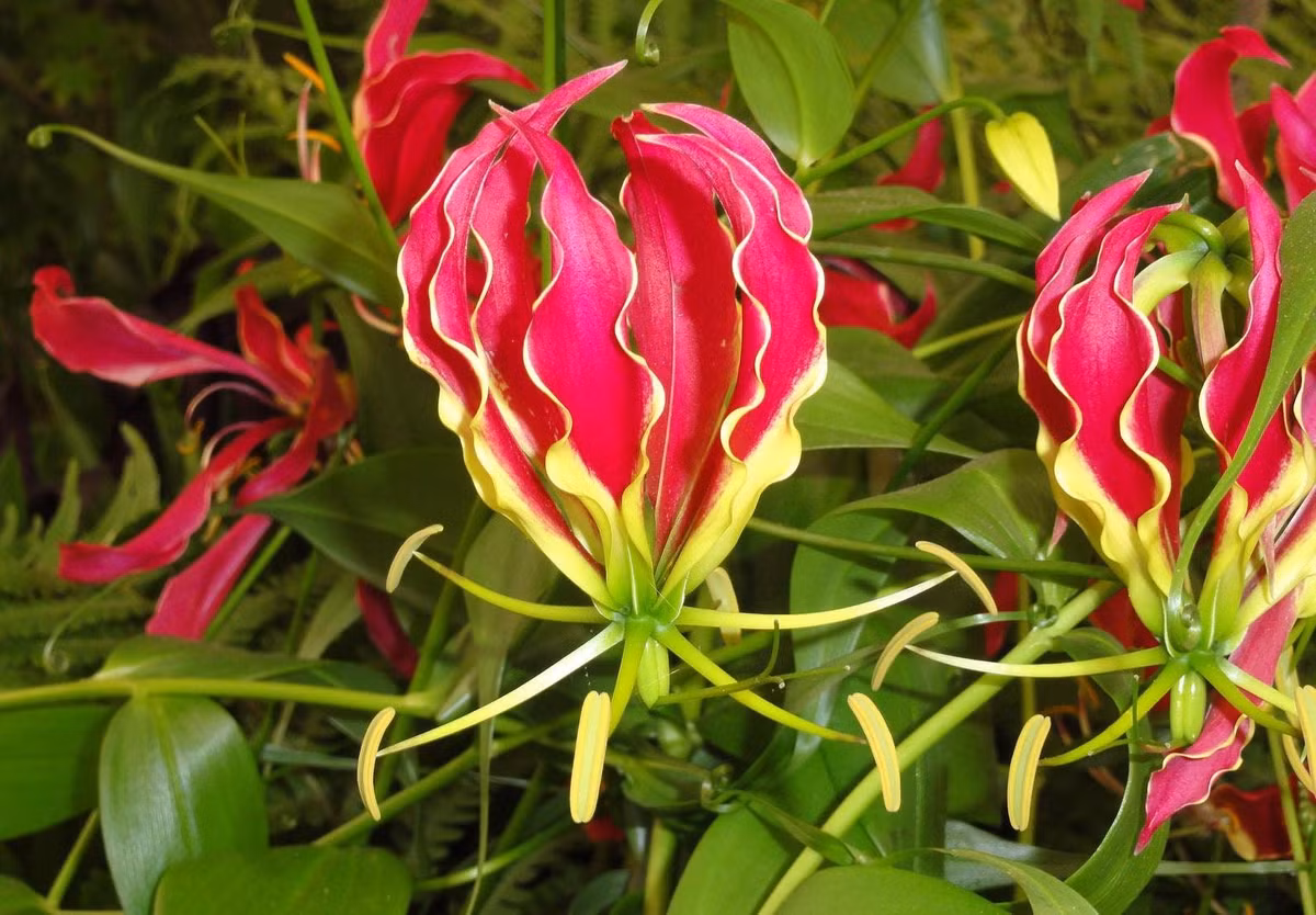  10. Ly lửa (Gloriosa superba). Độc tố: Colchicine. Nguy hiểm: Gây nôn mửa, tiêu chảy, tổn thương nội tạng và tử vong nếu tiêu thụ. Ảnh: Pinterest.