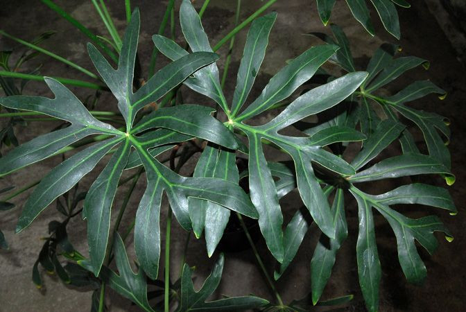  3. Trầu bà (Philodendron). Độc tố: Canxi oxalat. Nguy hiểm: Gây ngứa rát, buồn nôn và nôn nếu ăn phải. Độc tính cao với thú cưng như chó và mèo. Ảnh: Pinterest.
