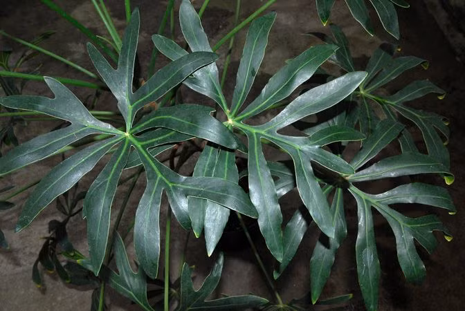  3. Trầu bà (Philodendron). Độc tố: Canxi oxalat. Nguy hiểm: Gây ngứa rát, buồn nôn và nôn nếu ăn phải. Độc tính cao với thú cưng như chó và mèo. Ảnh: Pinterest.