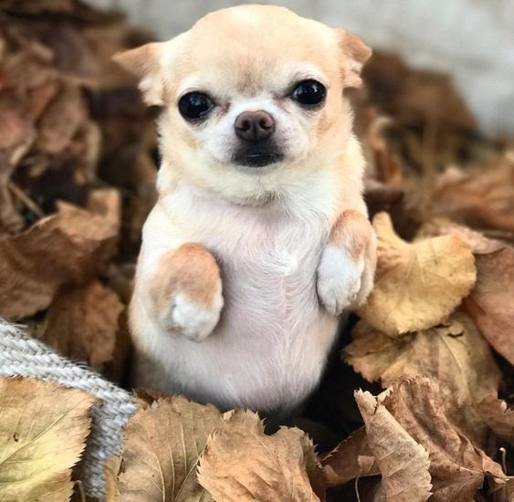  10. Cần được giữ ấm. Do kích thước nhỏ và lớp lông mỏng, Chihuahua nhạy cảm với thời tiết lạnh. Chúng thường cần áo ấm trong mùa đông. Ảnh: Pinterest.