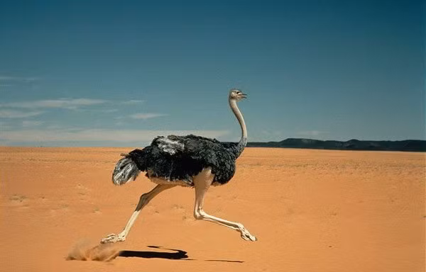  Ngoài ra, việc nuôi đà điểu ngày càng trở nên phổ biến ở một số khu vực, với việc nuôi chim để lấy thịt, trứng và lông. Tuy nhiên, những nỗ lực bảo tồn đã thành công ở nhiều khu vực và đà điểu vẫn tiếp tục phát triển mạnh trong môi trường sống tự nhiên của chúng.