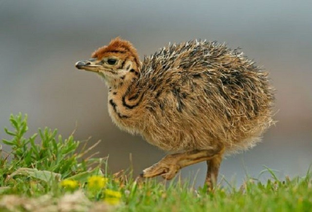  Con cái có thể đẻ tối đa 11 quả trứng trong một ổ, chúng sẽ được cả bố và mẹ ấp trong khoảng 40 ngày. Sau khi nở, gà con trở nên sớm phát triển, nghĩa là khi sinh ra chúng đã có đầy đủ lông vũ và có thể đi và chạy trong vòng vài giờ. 