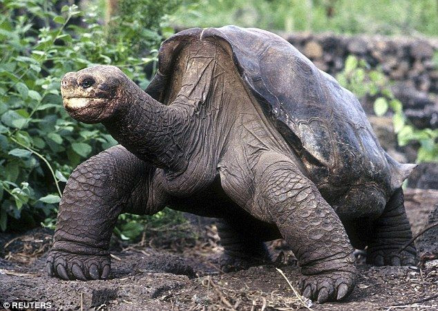  1. Rùa khổng lồ Galapagos (Chelonoidis nigra). Là biểu tượng của quần đảo Galapagos, loài rùa này có tuổi thọ rất cao, có thể sống trên 100 năm. Chúng có kích thước lớn và nặng tới 400 kg. Chúng có nhiều phân loài khác nhau trên các đảo của quần đảo Galapagos. Ảnh: Pinterest.