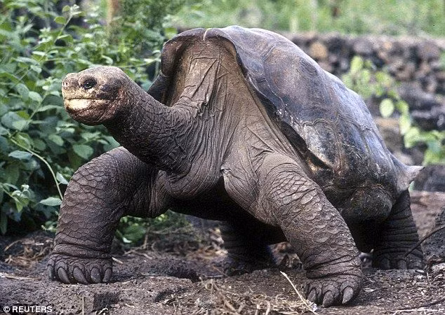  1. Rùa khổng lồ Galapagos (Chelonoidis nigra). Là biểu tượng của quần đảo Galapagos, loài rùa này có tuổi thọ rất cao, có thể sống trên 100 năm. Chúng có kích thước lớn và nặng tới 400 kg. Chúng có nhiều phân loài khác nhau trên các đảo của quần đảo Galapagos. Ảnh: Pinterest.