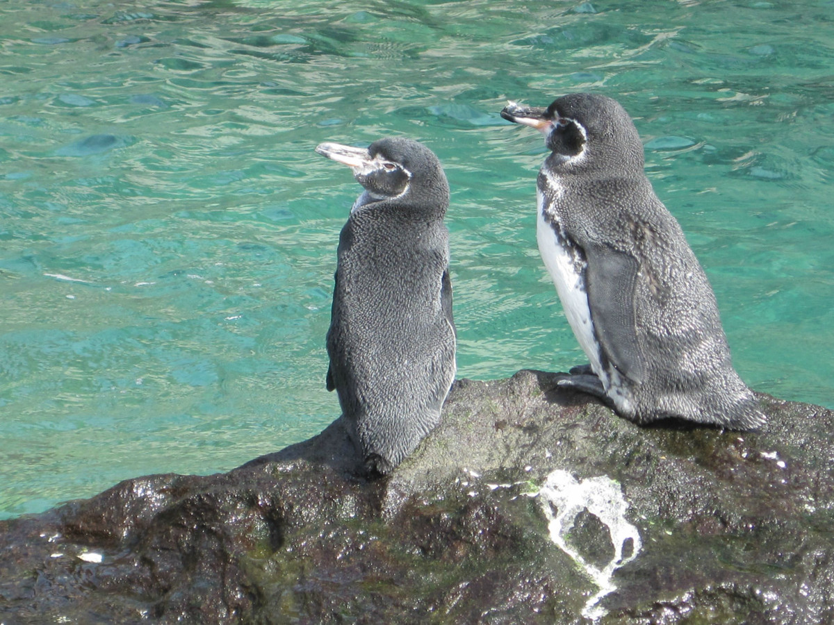  4. Chim cánh cụt Galapagos (Spheniscus mendiculus). Đây là loài chim cánh cụt sống gần xích đạo duy nhất. Chúng có kích thước nhỏ và đã thích nghi với khí hậu nhiệt đới, một điều hiếm có ở các loài chim cánh cụt. Ảnh: Pinterest.