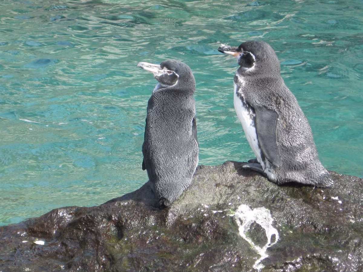  4. Chim cánh cụt Galapagos (Spheniscus mendiculus). Đây là loài chim cánh cụt sống gần xích đạo duy nhất. Chúng có kích thước nhỏ và đã thích nghi với khí hậu nhiệt đới, một điều hiếm có ở các loài chim cánh cụt. Ảnh: Pinterest.
