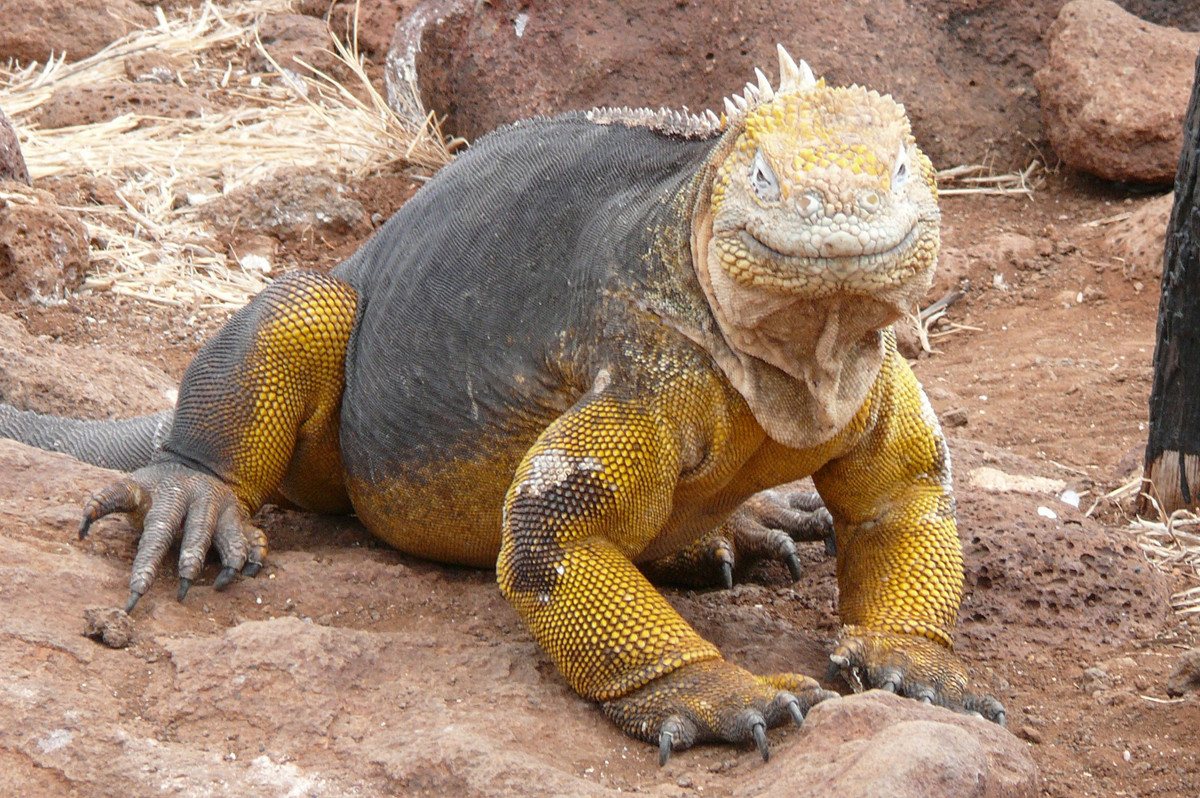  7. Cự đà đất Galapagos (Conolophus subcristatus). Cự đà đất là loài ăn thực vật, đặc biệt là xương rồng. Chúng có lớp vảy màu vàng và nâu, giúp dễ dàng ngụy trang trong môi trường xung quanh. Ảnh: Pinterest.
