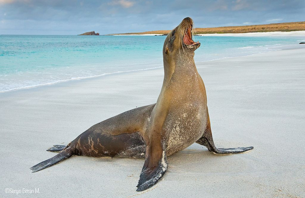  8. Sư tử biển Galapagos (Zalophus wollebaeki). Loài sư tử biển này có kích thước nhỏ hơn các loài họ hàng khác và đã phát triển các kỹ năng săn bắt dưới nước. Chúng thích chơi đùa và giao tiếp với nhau, rất thân thiện với con người. Ảnh: Pinterest.