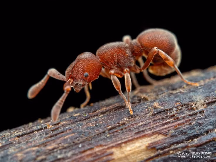  Kiến: Một số loài kiến giúp cải tạo đất bằng cách đào hang, điều này tăng cường sự thoáng khí và độ màu mỡ cho đất. Ảnh: Pinterest.