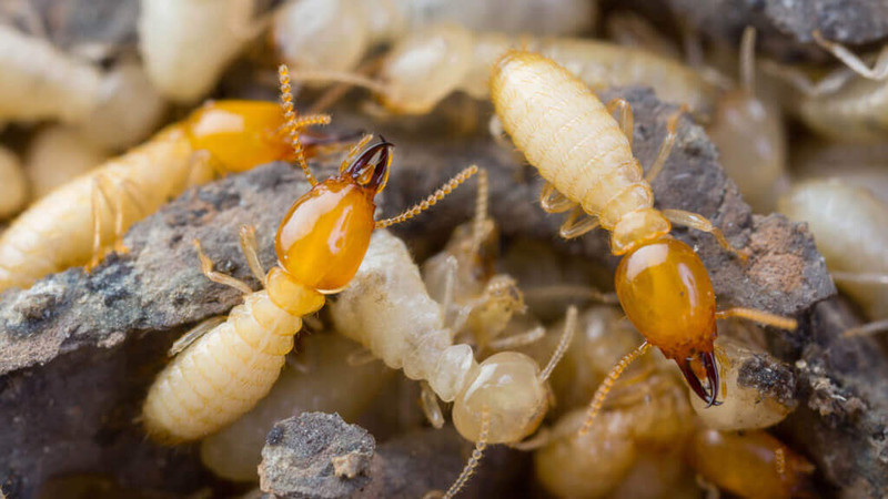  Mọt gỗ: Dù đôi khi gây hại cho công trình gỗ, mọt gỗ có lợi trong việc phân hủy gỗ tự nhiên, giúp tái tạo chất hữu cơ trong tự nhiên. Ảnh: Pinterest.