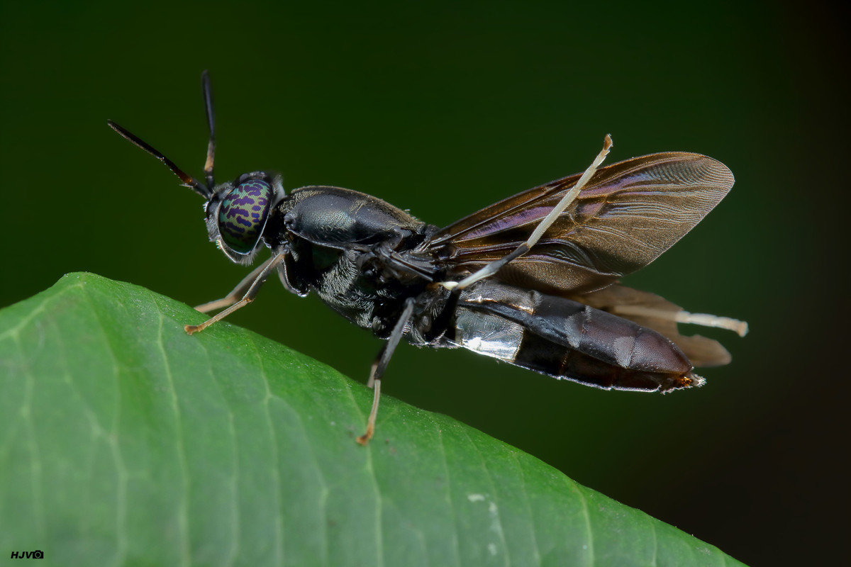  Ruồi lính đen: Ruồi lính đen giúp phân hủy chất hữu cơ, được sử dụng trong các hệ thống xử lý chất thải, giúp giảm thiểu ô nhiễm môi trường. Ảnh: Pinterest.