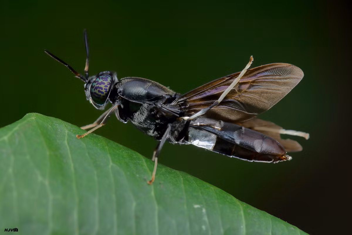  Ruồi lính đen: Ruồi lính đen giúp phân hủy chất hữu cơ, được sử dụng trong các hệ thống xử lý chất thải, giúp giảm thiểu ô nhiễm môi trường. Ảnh: Pinterest.