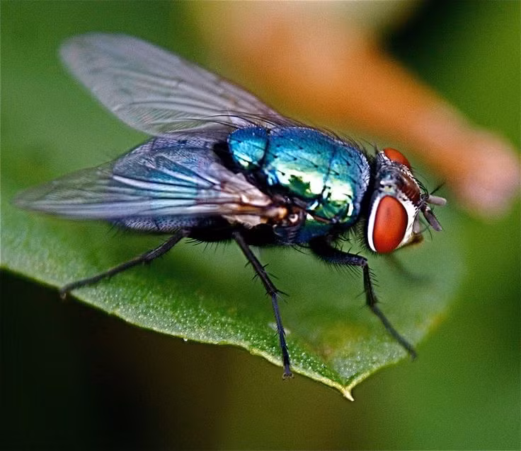  Ruồi: Dù có vẻ ngạc nhiên, nhưng ruồi nhà làm sạch môi trường bằng cách phân hủy các chất hữu cơ và bản thân chúng là thức ăn cho một số loài động vật trong tự nhiên. Ảnh: Pinterest.