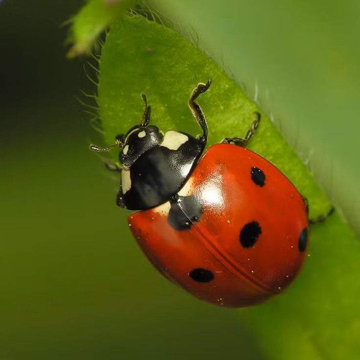  Bọ rùa: Bọ rùa là thiên địch tự nhiên của rệp cây và các loài sâu bọ gây hại cho cây trồng, giúp nông dân giảm thiểu sử dụng thuốc trừ sâu. Ảnh: Pinterest.