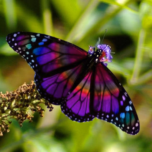  Bướm: Bướm đóng vai trò quan trọng trong việc thụ phấn cho nhiều loại cây trồng. Hơn nữa, sự hiện diện của chúng là dấu hiệu của một hệ sinh thái khỏe mạnh. Ảnh: Pinterest.