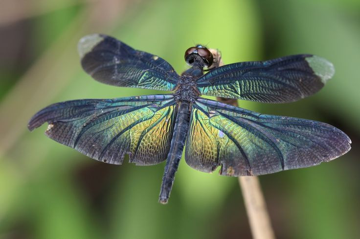  Chuồn chuồn: Chuồn chuồn là loài săn mồi hiệu quả, chúng tiêu diệt nhiều loại muỗi và ruồi có thể gây bệnh cho người và gia súc. Ảnh: Pinterest.