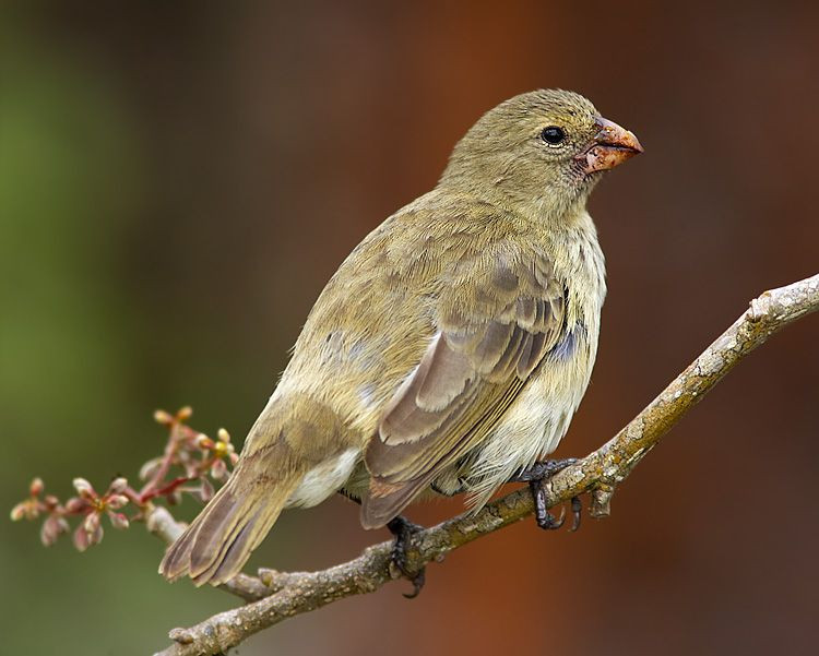 Nhóm thứ hai là sẻ ăn côn trùng (Tree Finch). Đặc điểm nổi bật của nhóm này là mỏ thường mảnh để dễ lấy côn trùng từ vỏ cây hoặc lá. Ảnh: Pinterest.