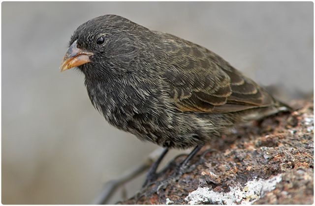 Nhóm thứ năm là Sẻ ma cà rồng (Vampire Finch). Đây là những loài chim hút máu - ví dụ về sự thích nghi cực đoan trong điều kiện khắc nghiệt. Ảnh: Pinterest.