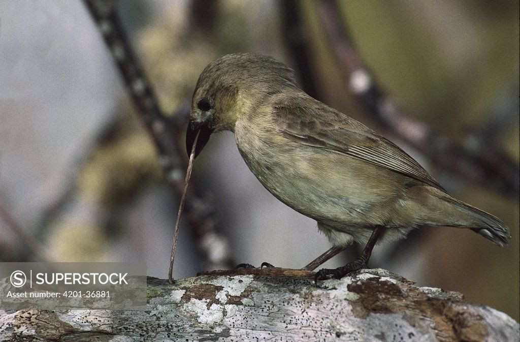Loài tiêu biểu của nhóm Sẻ dùng công cụ là Sẻ mỏ dài (Camarhynchus pallidus). Ảnh: Pinterest.