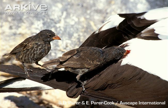 Loài Sẻ ma cà rồng tiêu biểu là Sẻ mỏ nhọn (Geospiza septentrionalis): Một trong những loài chim kỳ lạ nhất, có tập tính hút máu từ các loài chim biển khác. Ảnh: Pinterest.