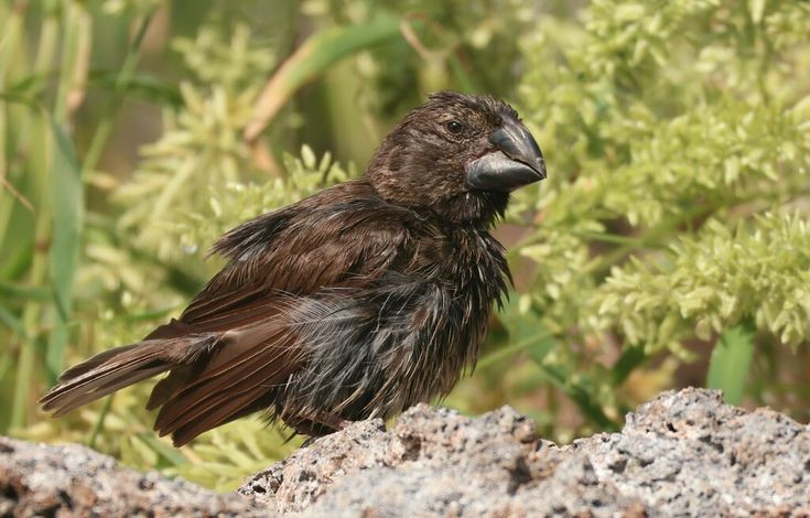 Loài sẻ ăn hạt tiêu biểu: Sẻ mỏ to (Geospiza magnirostris) - Mỏ lớn để nghiền hạt cứng; Sẻ mỏ trung bình (Geospiza fortis) - Mỏ vừa, thích nghi với nhiều loại hạt; Sẻ mỏ nhỏ (Geospiza fuliginosa) - Mỏ nhỏ để ăn hạt mềm. Ảnh: Pinterest.