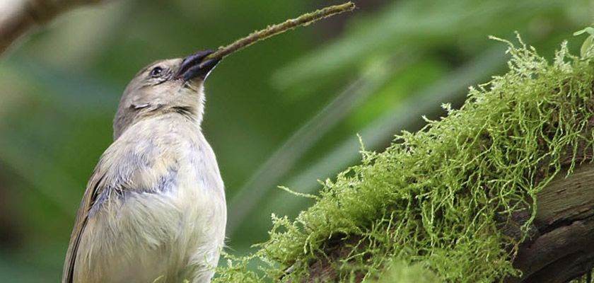 Nhóm thứ ba là Sẻ dùng công cụ (Tool-using Finch). Chúng có trí thông minh cao, là loài chim hiếm hoi sử dụng công cụ, như que hoặc gai xương rồng để lấy côn trùng từ khe hở trên cây. Ảnh: Pinterest.